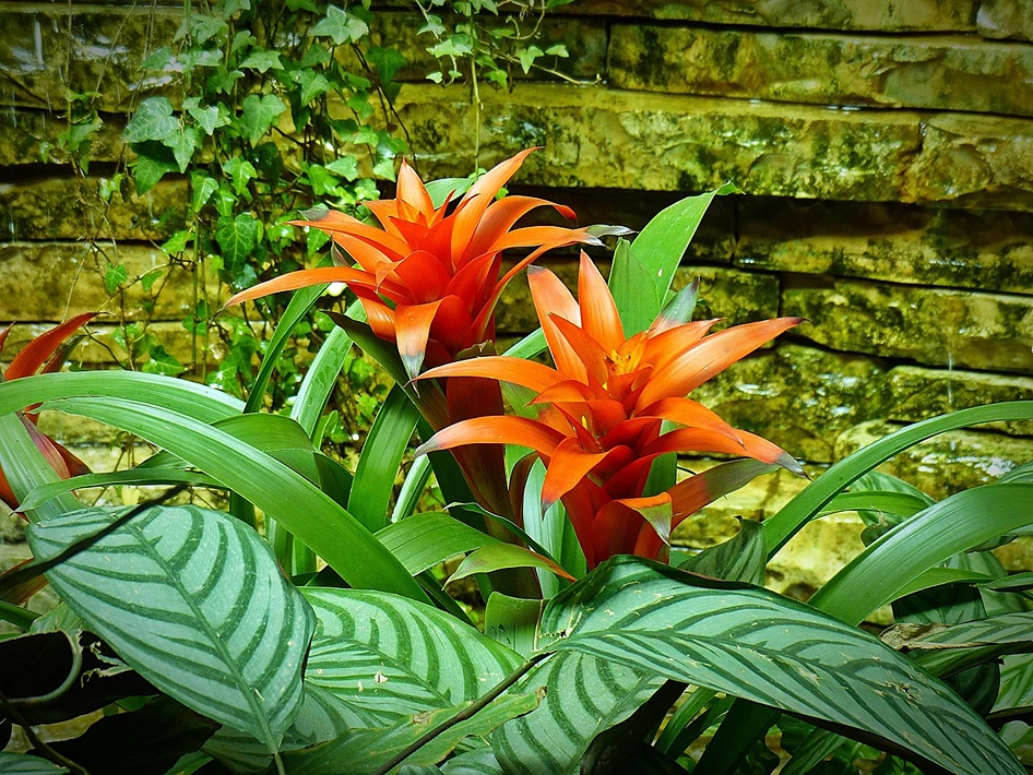Holdridge Home & Garden