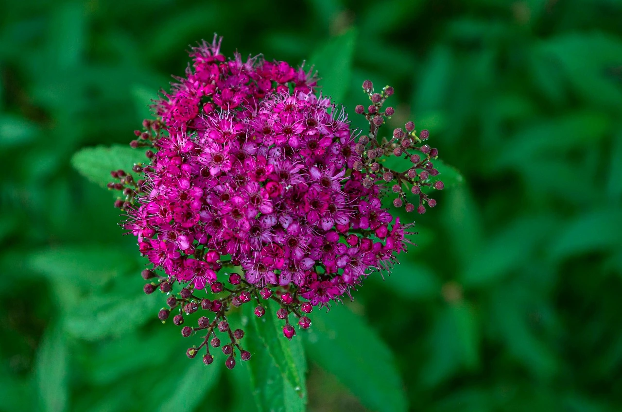 Holdridge Home & Garden