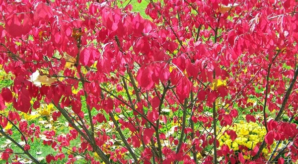 Holdridge Home & Garden