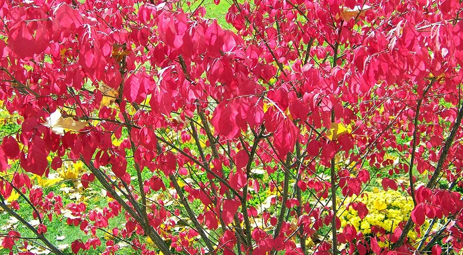 Holdridge Home & Garden