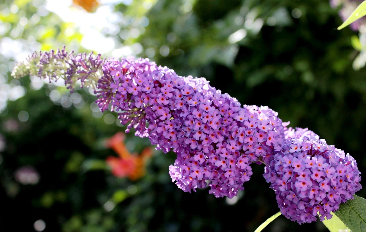 Holdridge Home & Garden