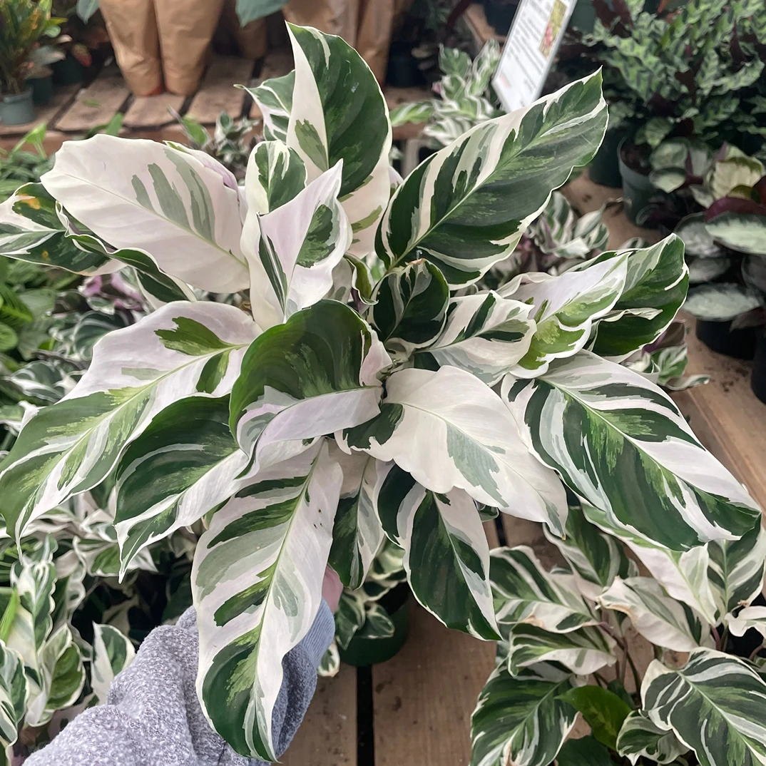 Holdridge Home & Garden