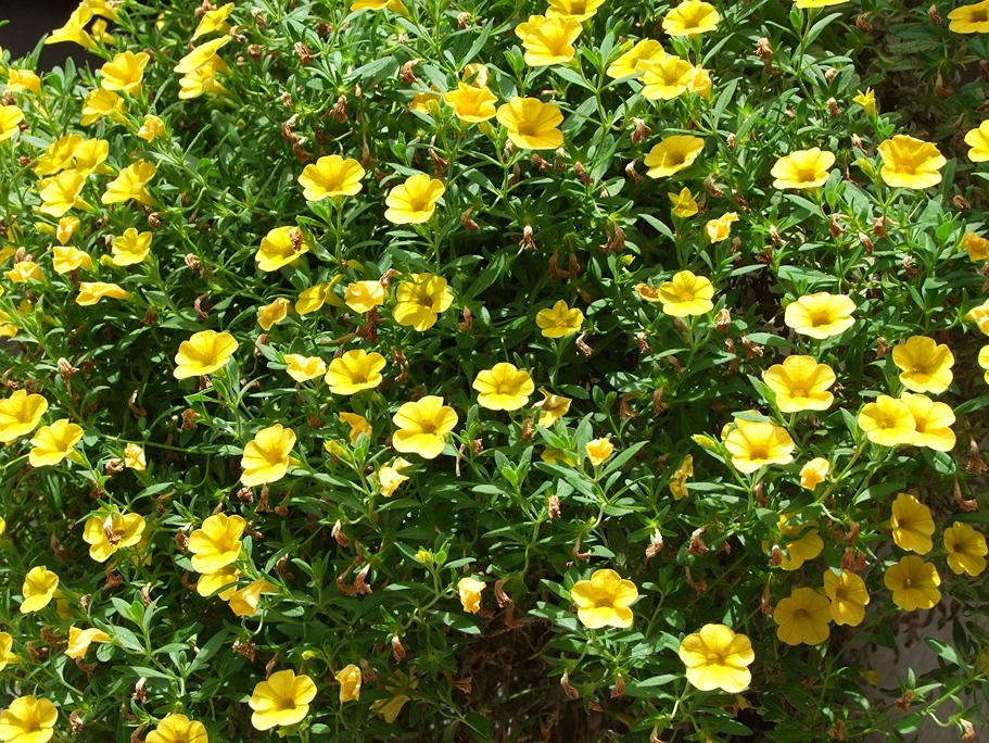 Holdridge Home & Garden