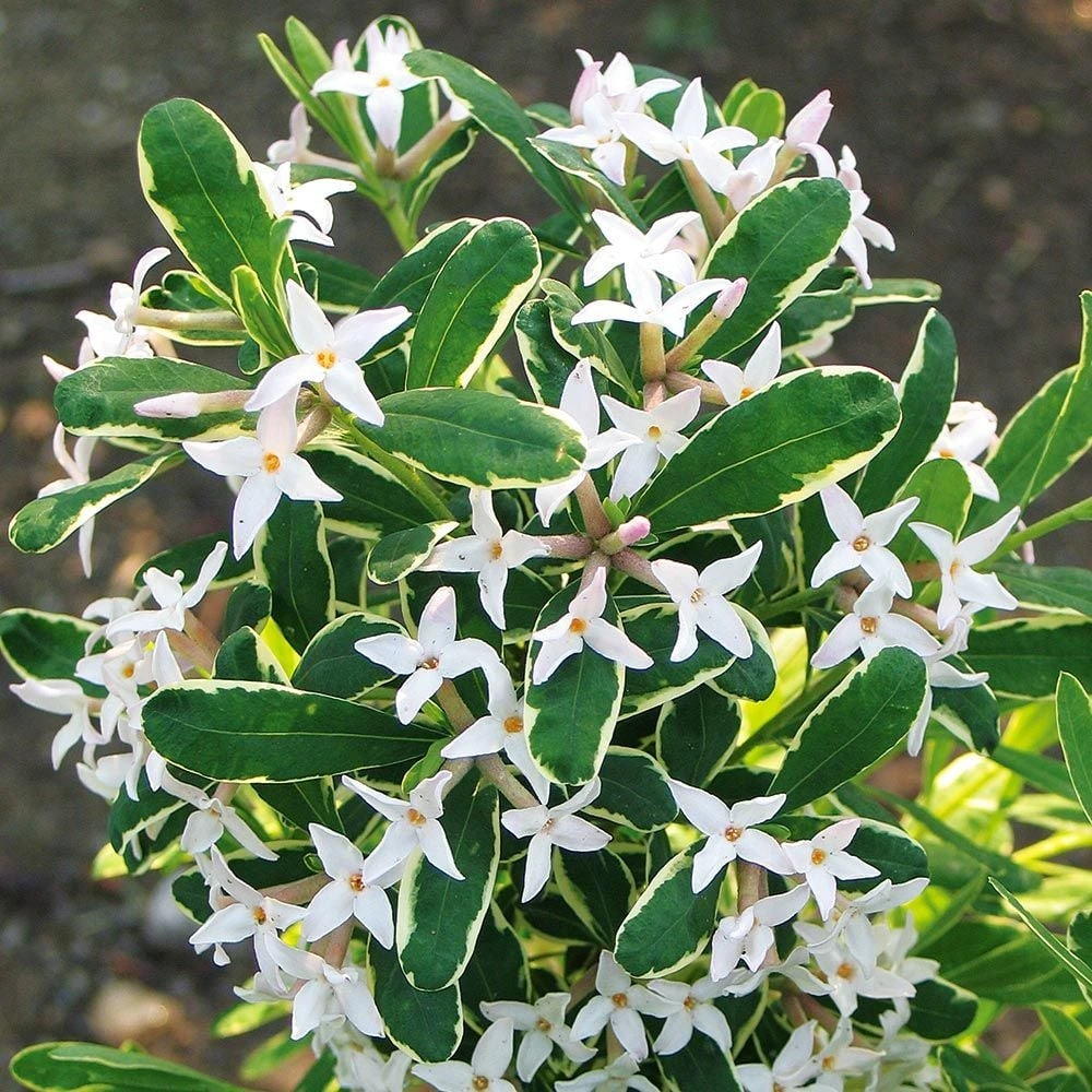 Holdridge Home & Garden