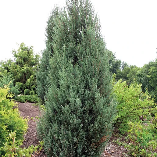 Holdridge Home & Garden
