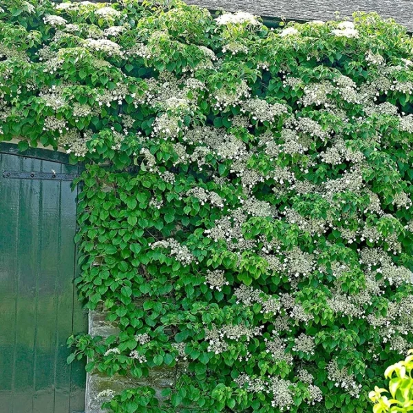 Holdridge Home & Garden