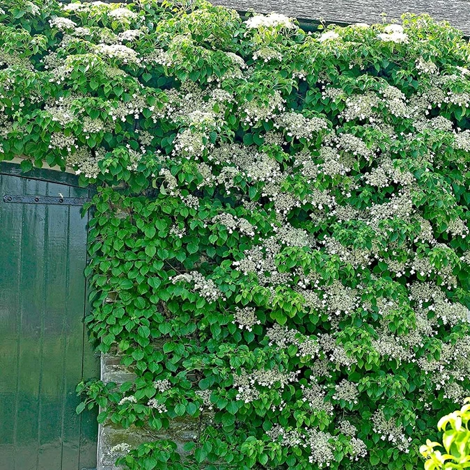 Holdridge Home & Garden