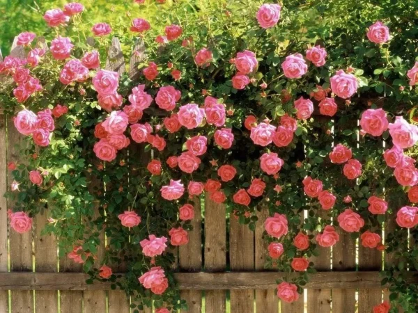 Holdridge Home & Garden