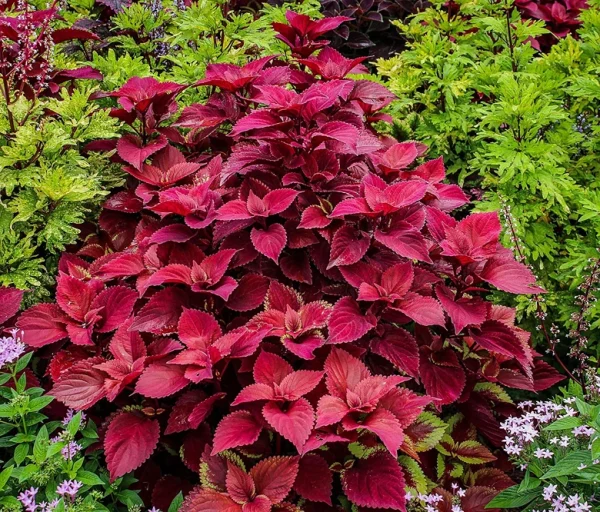 Holdridge Home & Garden