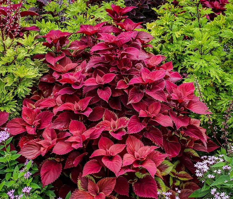 Holdridge Home & Garden