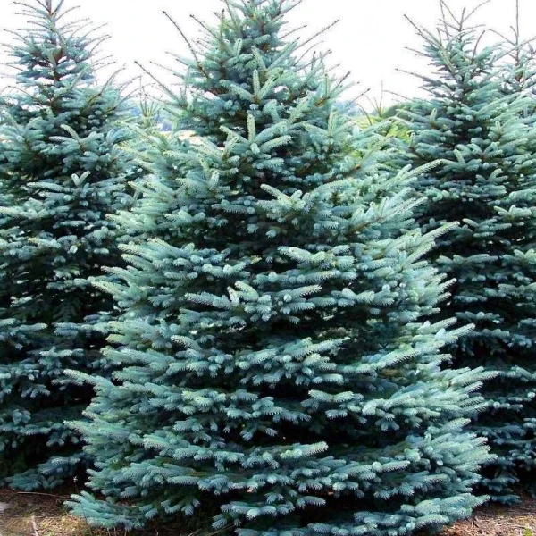 Holdridge Home & Garden