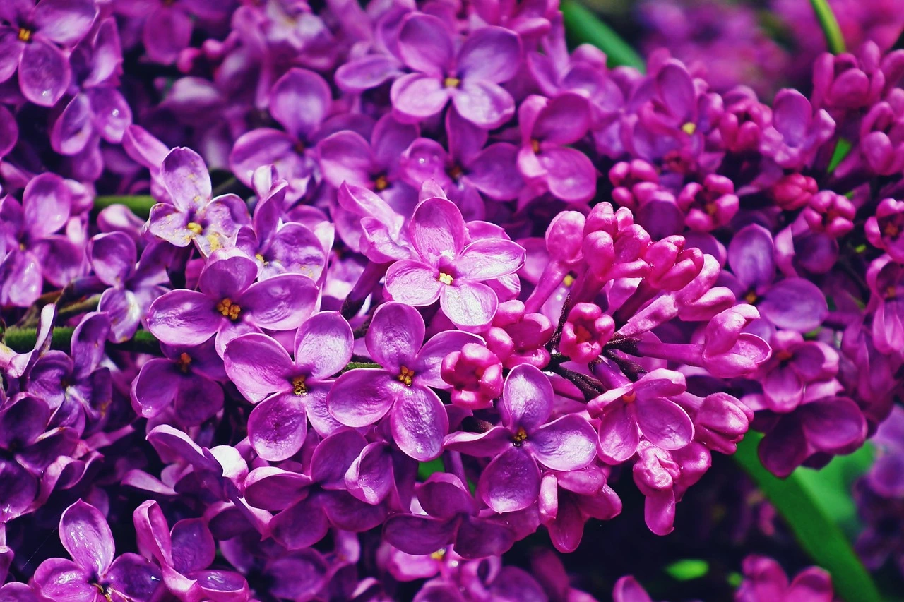 Holdridge Home & Garden