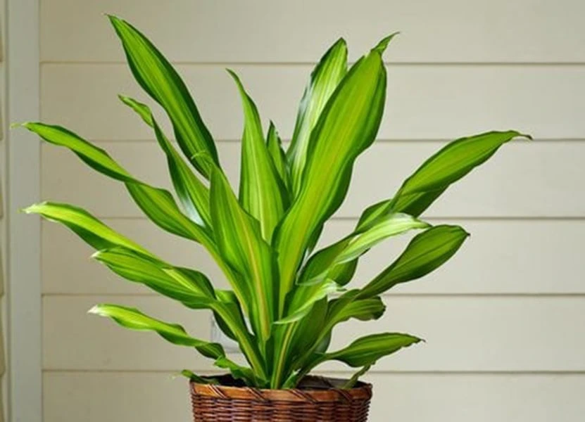 Holdridge Home & Garden