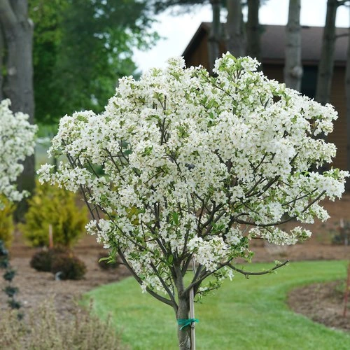 Holdridge Home & Garden