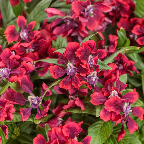 Holdridge Home & Garden