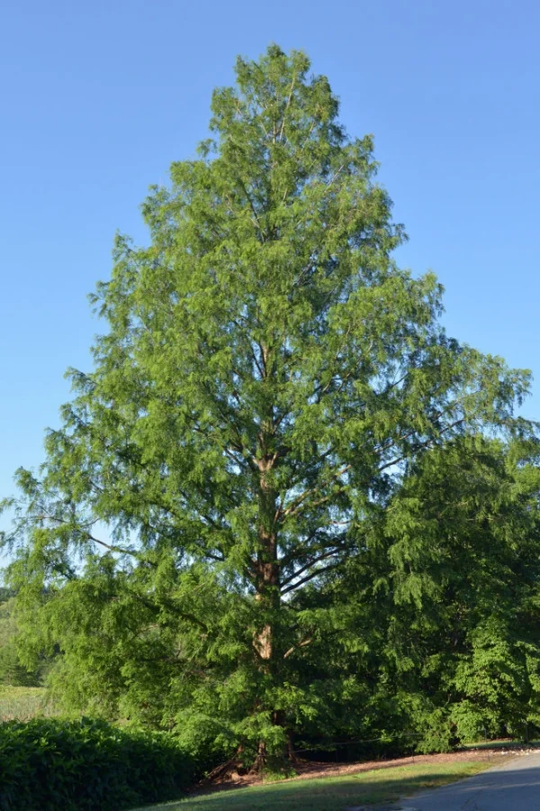 Holdridge Home & Garden