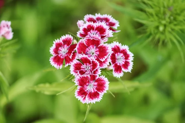 Holdridge Home & Garden