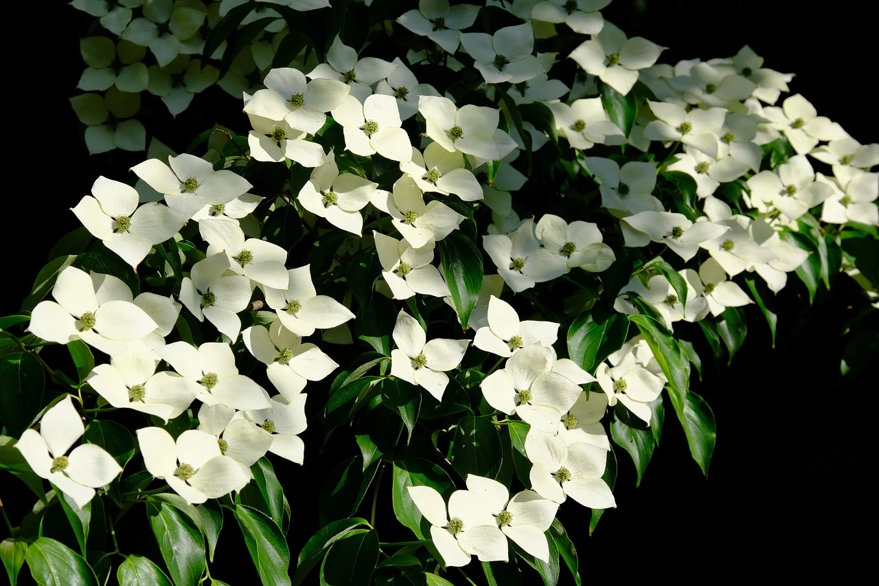 Holdridge Home & Garden