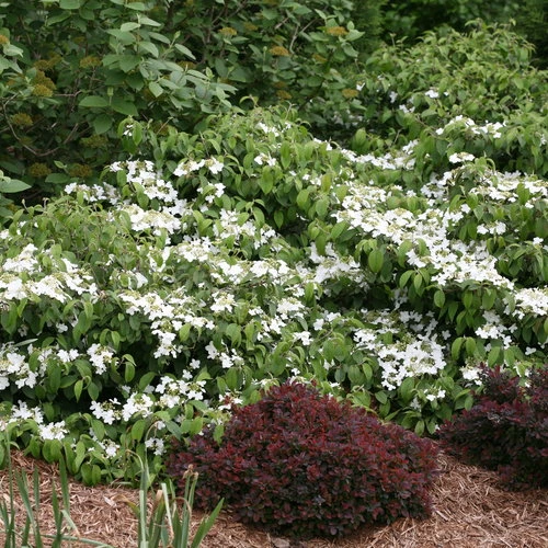 Holdridge Home & Garden