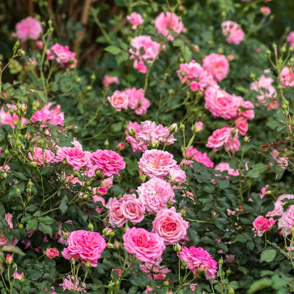 Holdridge Home & Garden