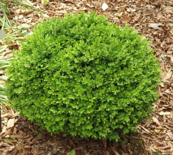 Holdridge Home & Garden
