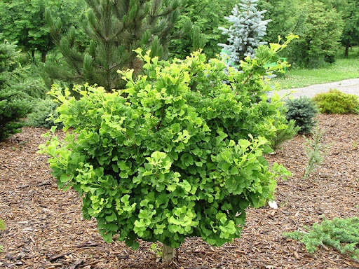 Holdridge Home & Garden