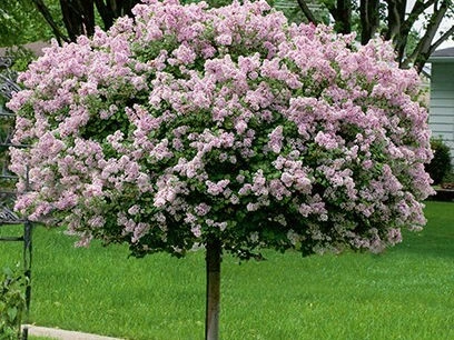 Holdridge Home & Garden