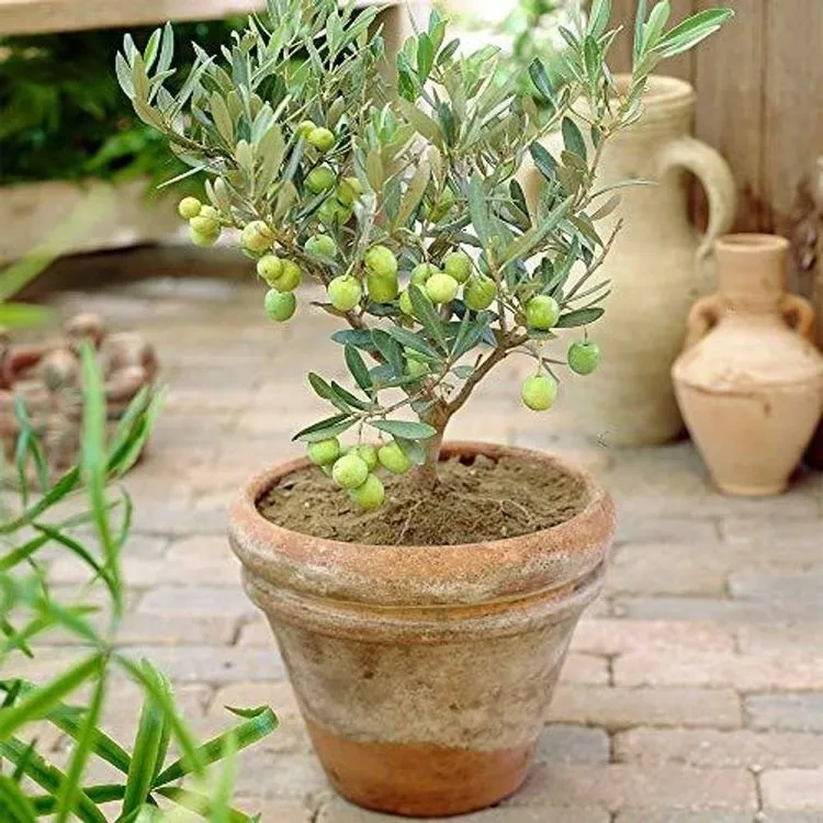 Holdridge Home & Garden