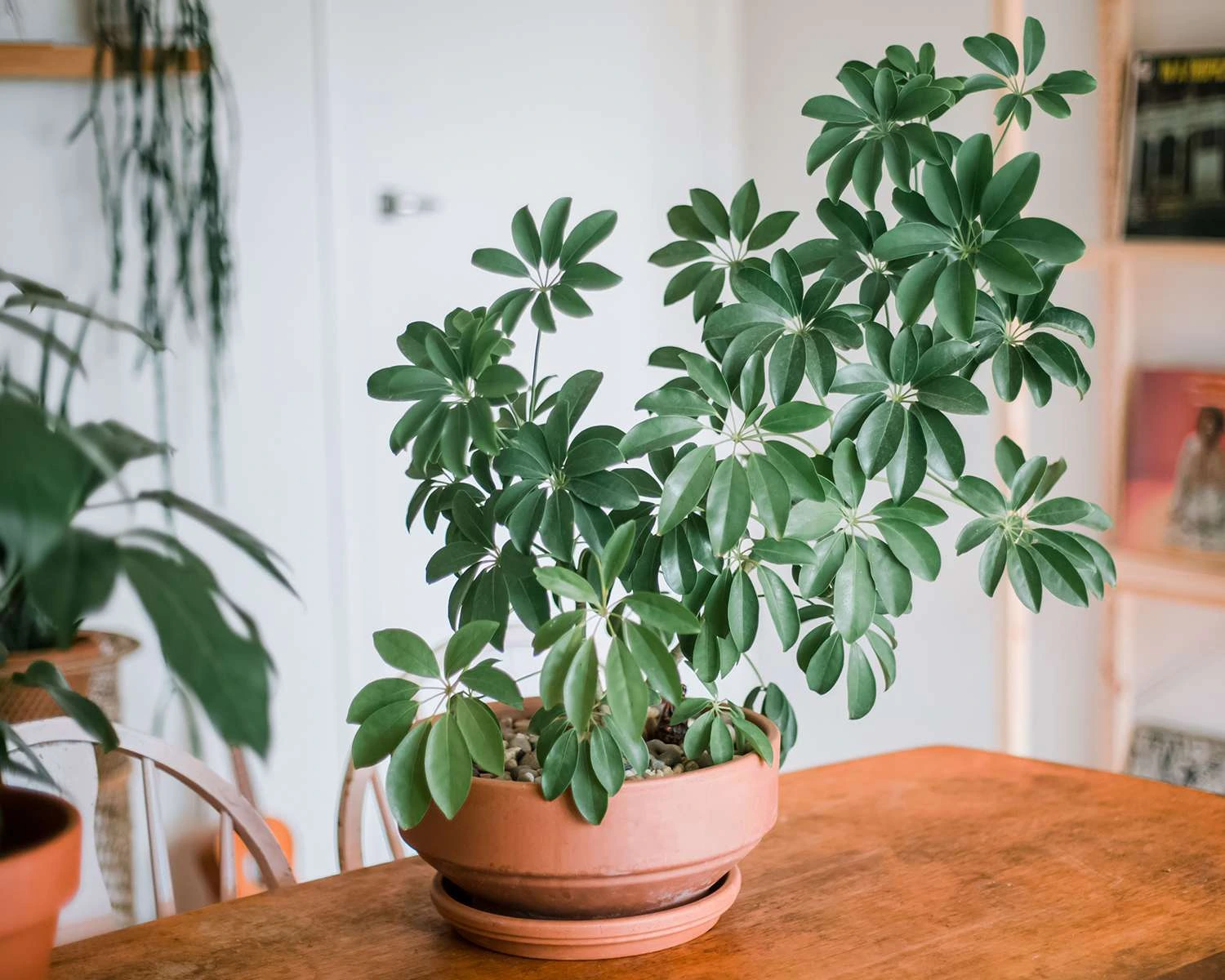 Holdridge Home & Garden