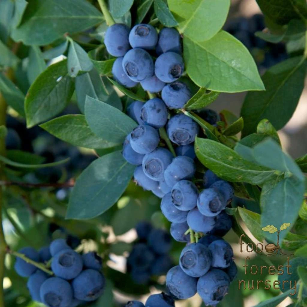 Holdridge Home & Garden