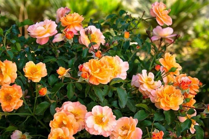 Holdridge Home & Garden