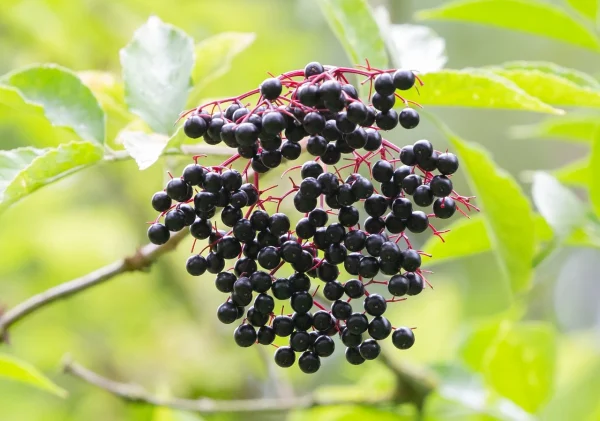 Holdridge Home & Garden