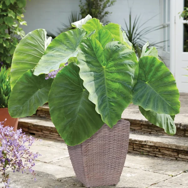 Holdridge Home & Garden