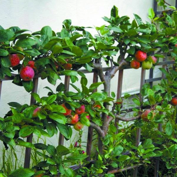Holdridge Home & Garden