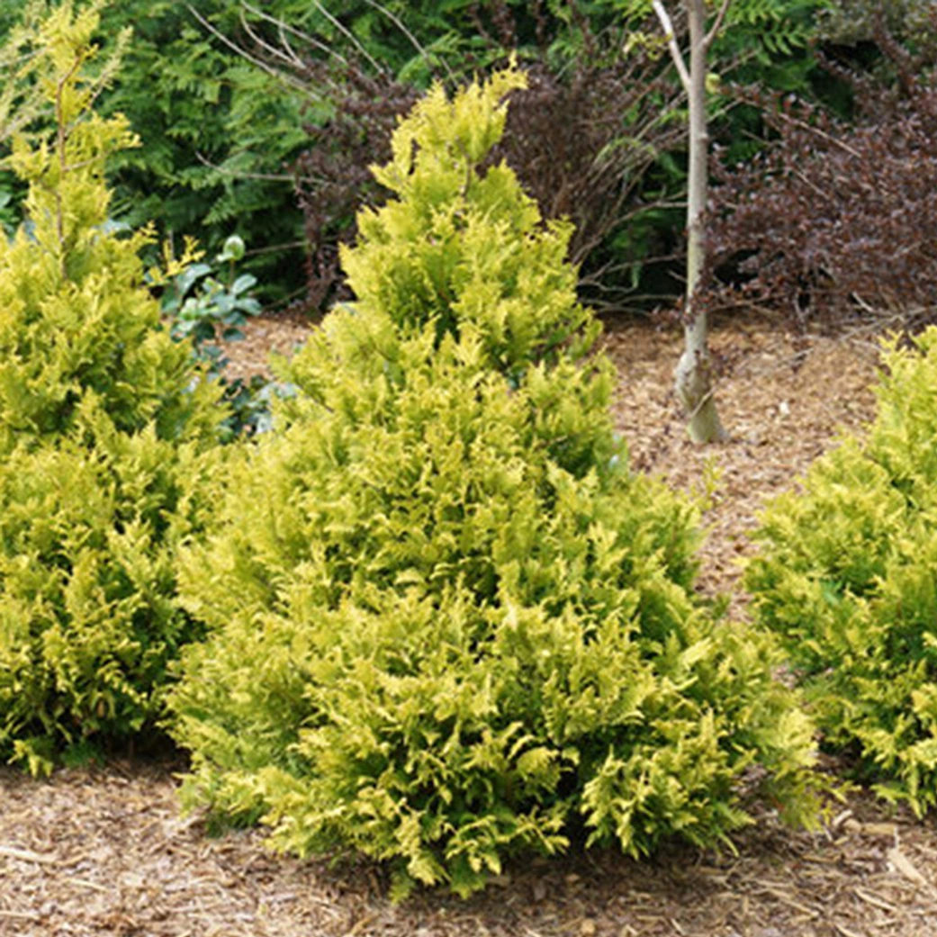 Holdridge Home & Garden