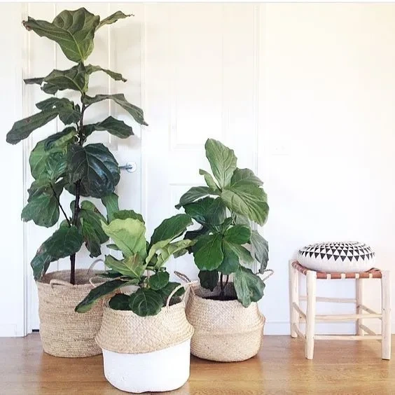 Holdridge Home & Garden