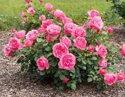 Holdridge Home & Garden