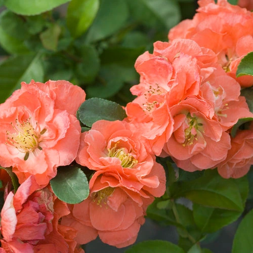 Holdridge Home & Garden