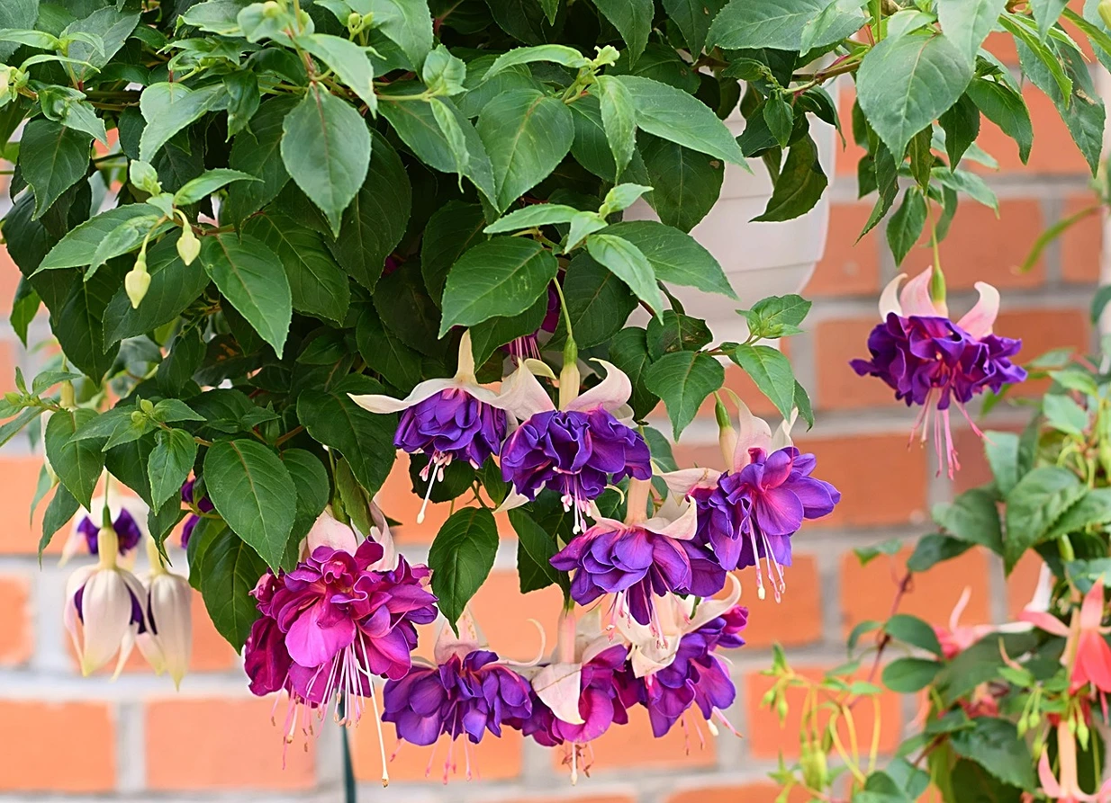 Holdridge Home & Garden