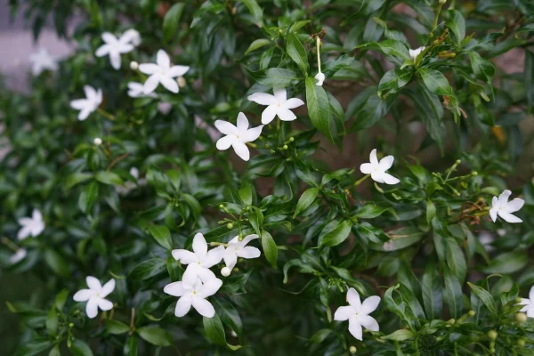 Holdridge Home & Garden