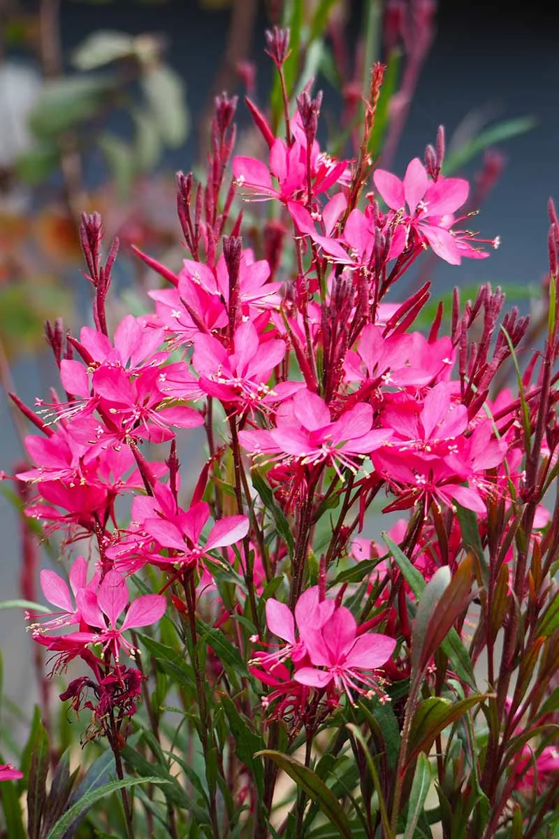 Holdridge Home & Garden