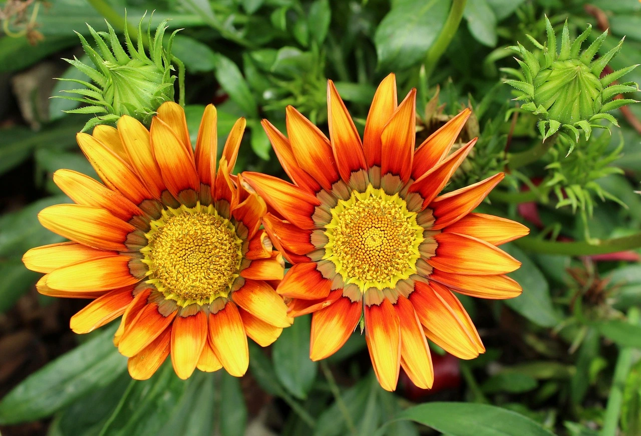 Holdridge Home & Garden