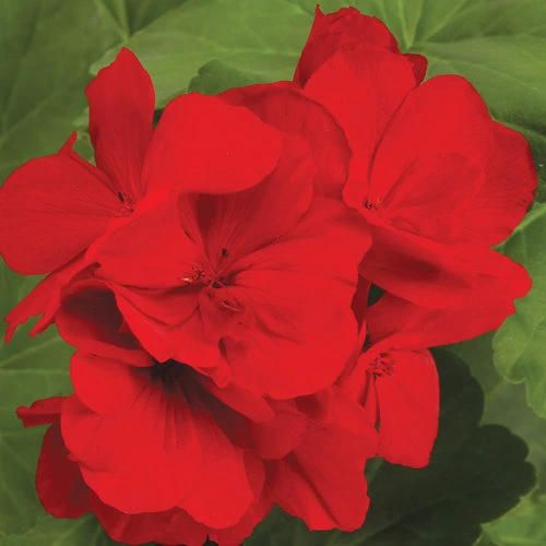 Holdridge Home & Garden