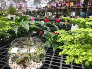 Holdridge Home & Garden