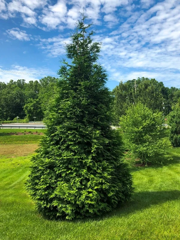Holdridge Home & Garden