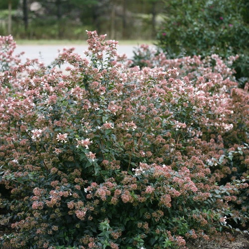 Holdridge Home & Garden