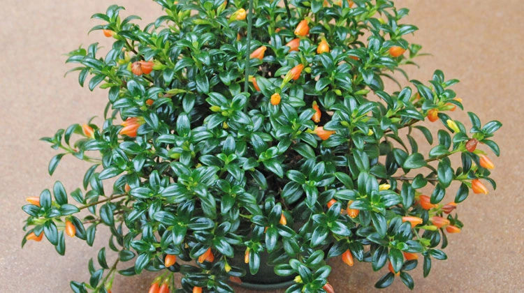 Holdridge Home & Garden
