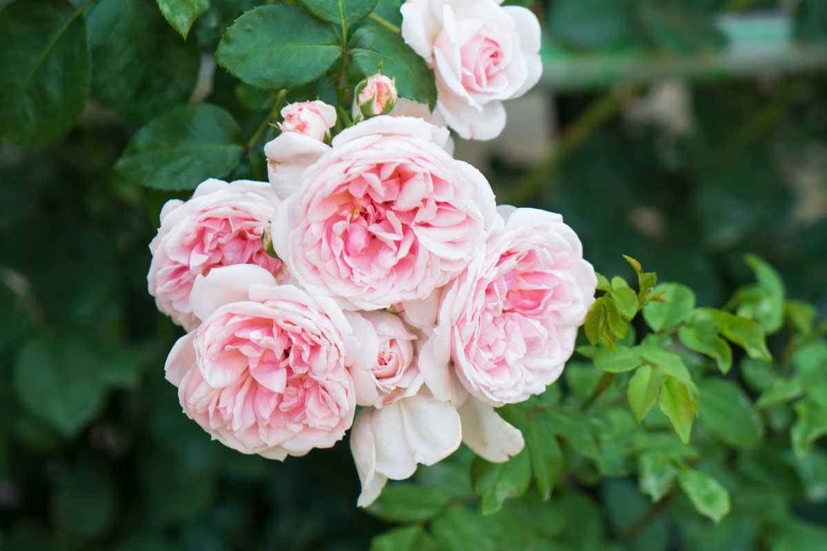 Holdridge Home & Garden
