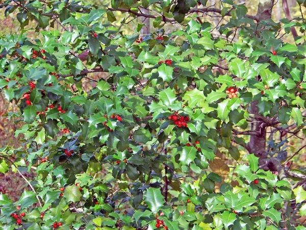 Holdridge Home & Garden