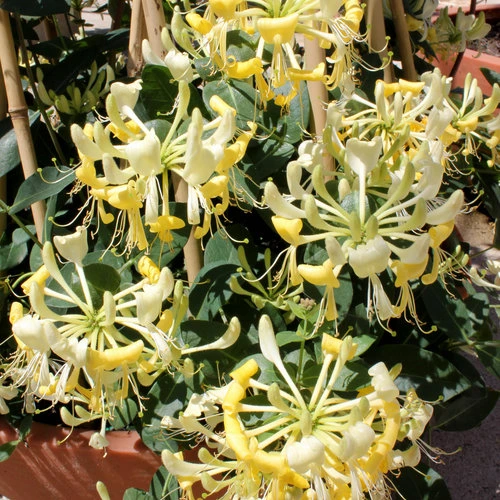 Holdridge Home & Garden